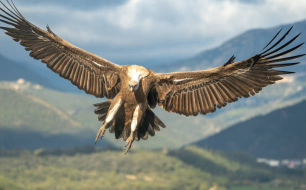 istock Griffon vulture (Gyps fulvus) photographed in flight 2187197087