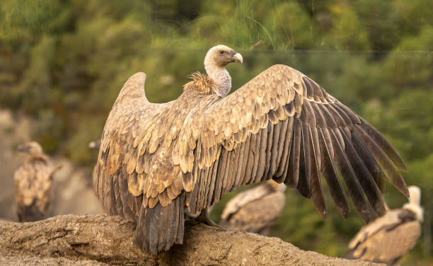 istock Griffon vulture (Gyps fulvus) photographed in Spain 2187197099