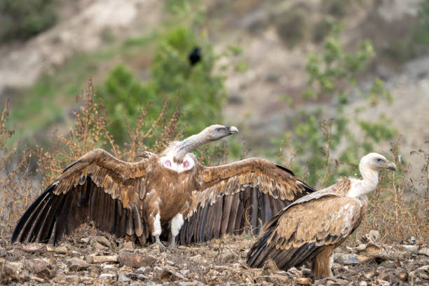 istock Griffon vulture (Gyps fulvus) photographed in Spain 2187197112