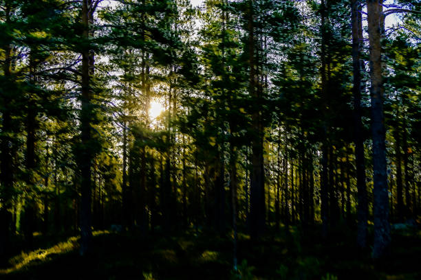 morning in the forest, beautiful photo digital picture