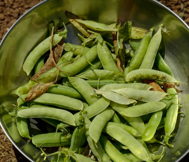 istock organic pea / pea / Pisum sativum 2187200455