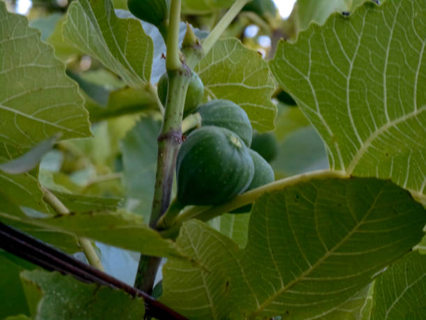 istock figs / fig tree / organic fig plantation / Ficus carica 2187200466