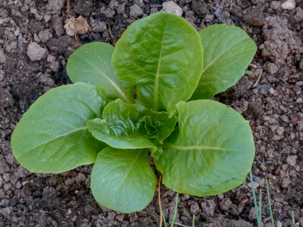 istock lettuce / curly lettuce / romaine lettuce / Lactuca sativa / Lactuca sativa var. Crisp 2187200489