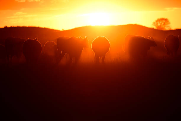 istock Cattle calf in the countryside, Argentine countryside, 2187200680