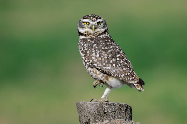 istock Burrowing Owl perched, La Pampa Province, 2187200742