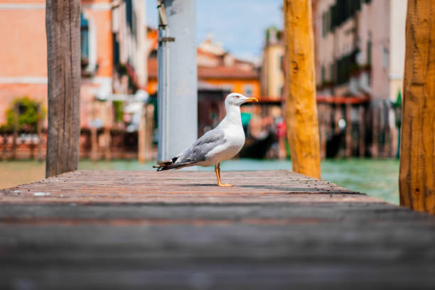 A single seagull stands calmly on a wooden pier overlooking the scenic waterways and historic architecture of Venice on a sunny day, evoking a sense of tranquility and travel.