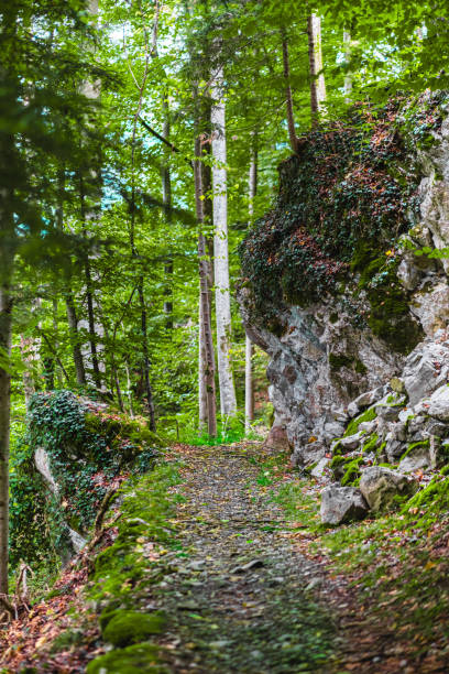 A peaceful forest path is surrounded by vibrant green foliage and rocky terrain, capturing the essence of nature. Ideal for concepts of adventure, tranquility, and the beauty of the natural world.