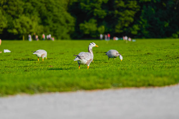Serene image of Bar-Headed geese grazing peacefully on a vibrant green field in a park, with a backdrop of trees creating a harmonious natural landscape.