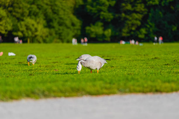 High-resolution photo of Egyptian geese with their offspring photographed in Hyde Park in London during the day