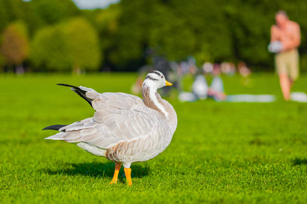 A single bar-headed goose stands elegantly on lush green grass in a park, with a blurred background showing people enjoying a sunny day outdoors.