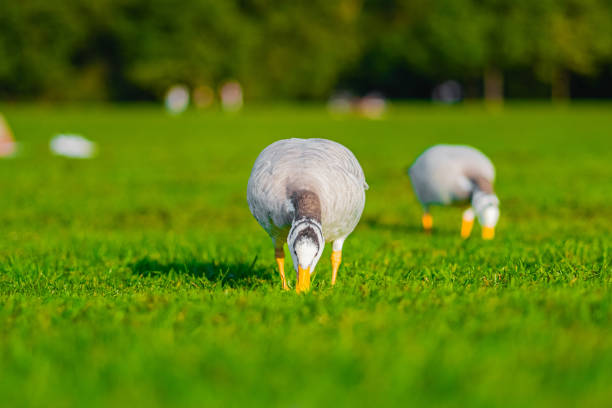 Bar-headed geese grazing on vibrant green grass in a sunny park, capturing a serene and natural wildlife moment.