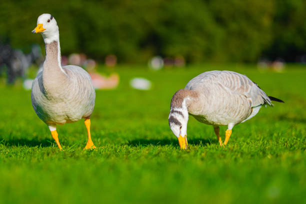 istock Two Bar-Headed Geese Grazing on Vibrant Green Grass in a Lush Park Setting During a Sunny Day 2187207180