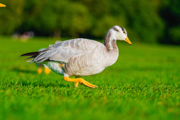A bar-headed goose strolls gracefully across a lush green field, highlighted by vibrant sunlight. The serene outdoor setting enhances the peaceful and natural ambiance of this beautiful scene.