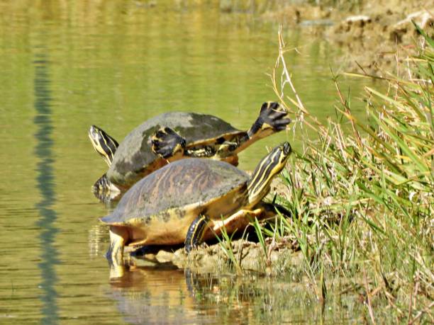 istock Florida Red-bellied Cooters (Pseudemys rubriventris) - resting at water's edge 2187208134