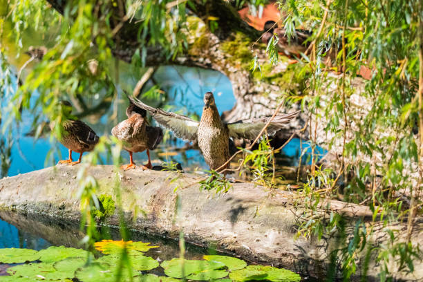 istock Ducks Perched on a Log in a Serene Pond Surrounded by Lush Greenery and Sunlight 2187210133