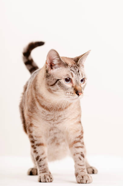 istock studio portraits of cats 2187211099