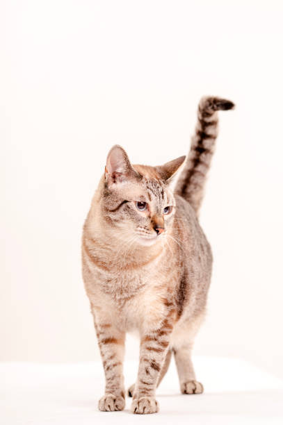 istock studio portraits of cats 2187211127