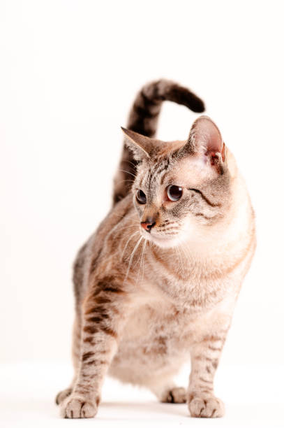 siamese cat