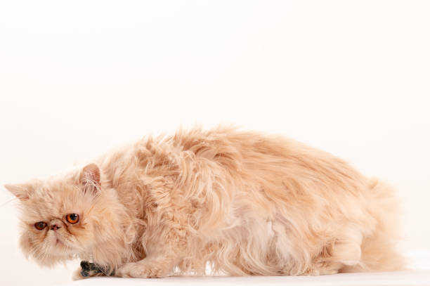 persian cat