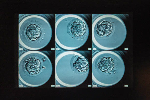Detailed microscopic images of cellular development show the intricate process of cell growth in a laboratory. This organized display showcases scientific advancement in research and biotechnology.