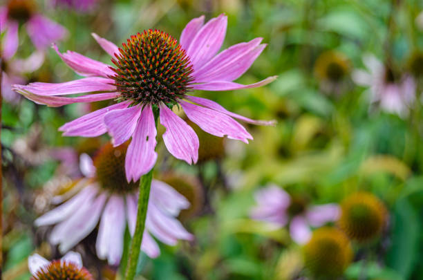 Pink Coneflower macro close up