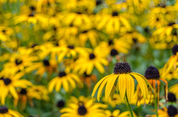 Black eyed Susan yellow flowers, uncultured close up