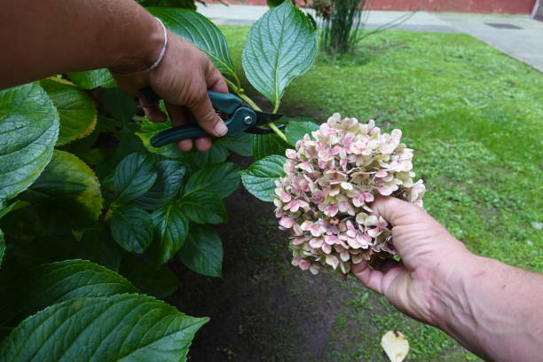 istock Gardeners cutting hydrangea flowers with pruning shears in garden 2187213208