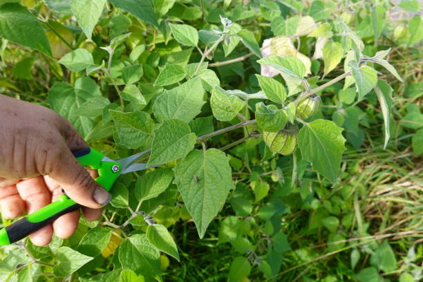 istock Gardener harvesting fresh cape gooseberries with pruning shears 2187213230