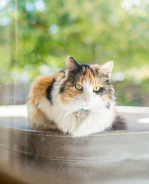 istock Calico cat with collar on hot tub resting through window bright sunny day 2187213306