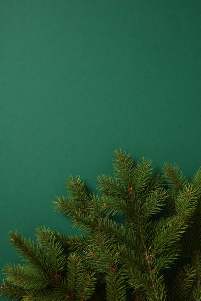 istock Fir branches on a dark green background. Christmas or New Year vertical banner template 2187213319