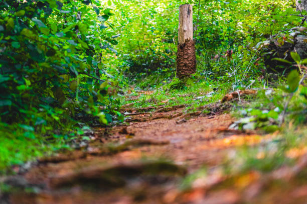 istock Tranquil Forest Trail With Lush Greenery and Rustic Pathway in a Serene Natural Setting 2187213773
