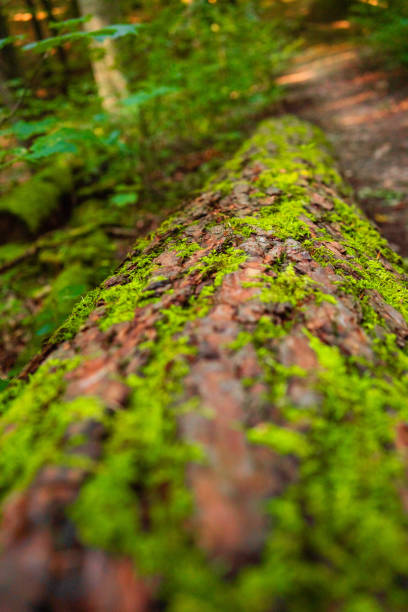 .A moss-covered tree branch with a hole.