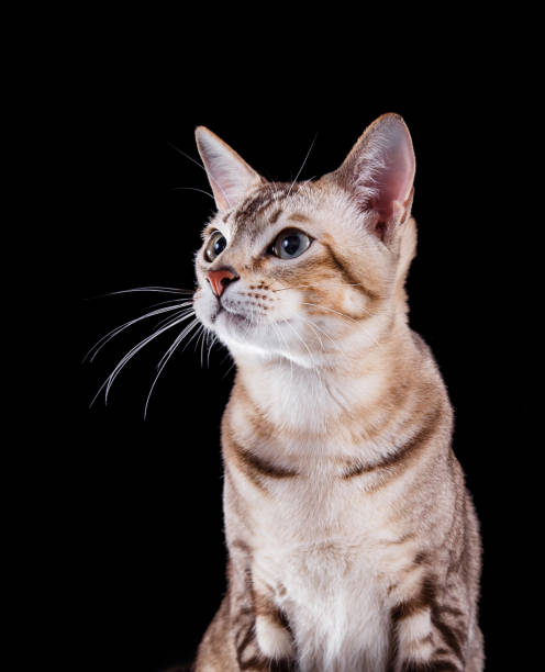 istock Bengal cat looking up on black background 2187215946