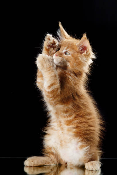 istock Maine Coon kitten portrait 2187215965