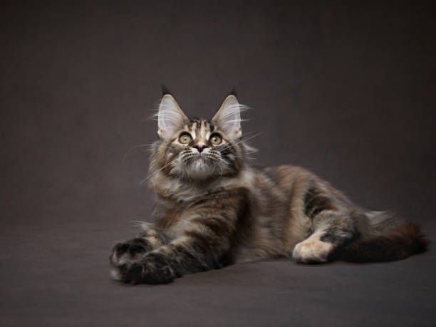 istock Maine Coon cat lying on dark background 2187215971