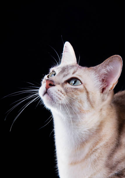 istock Siamese cat portrait on black background 2187215981