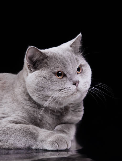 istock Grey British Shorthair lounging on black surface 2187216004