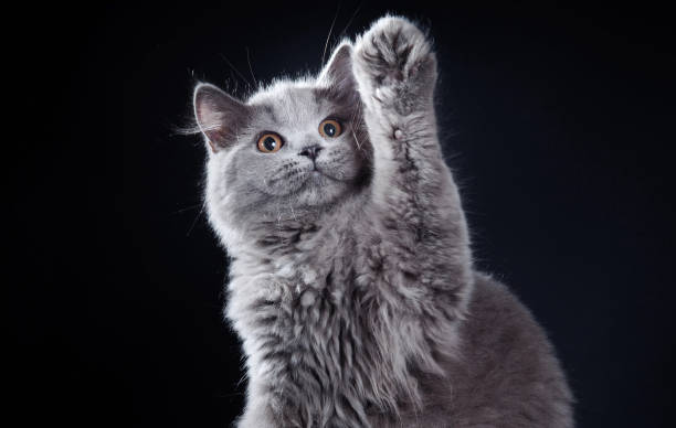 istock Grey kitten reaching up on black background 2187216017