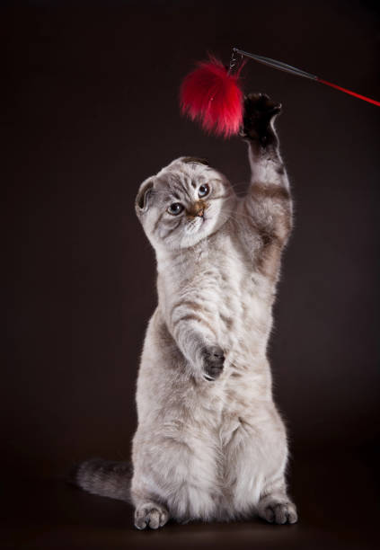 istock Tabby cat playing with feather toy on black background 2187216022