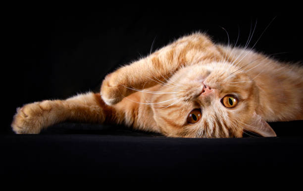 istock Ginger tabby cat lying gracefully on black background 2187216027