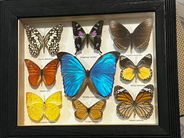 istock Colorful Butterfly Collection 2187221666