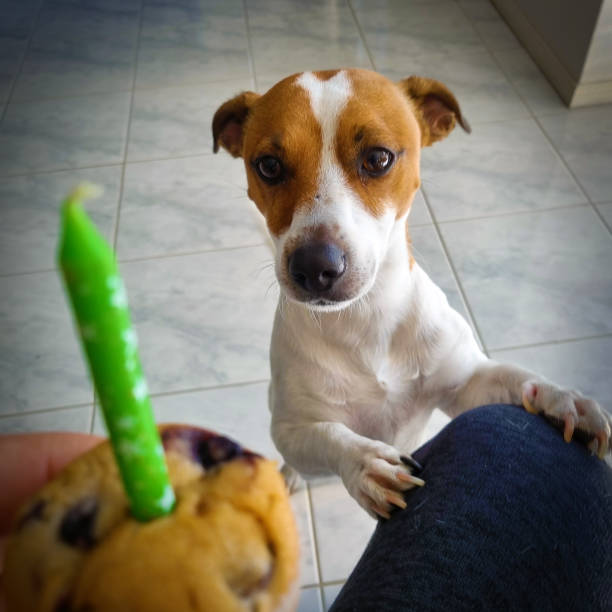 istock Dog Staring at Cake and Candle 2187221801