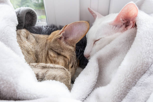 istock Cute oriental shorthair white cat and tabby kitten sleeping together. 2187225810