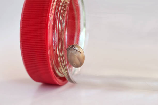 Engorged tick sitting inside a closed glass jar