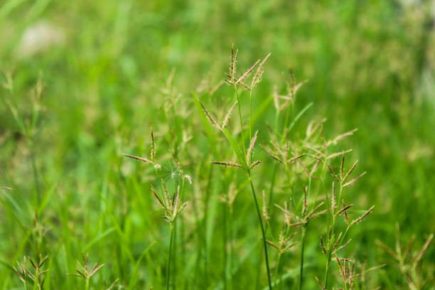 istock Beautiful grass, Cyperus rotundus or Field sedge 2187231713