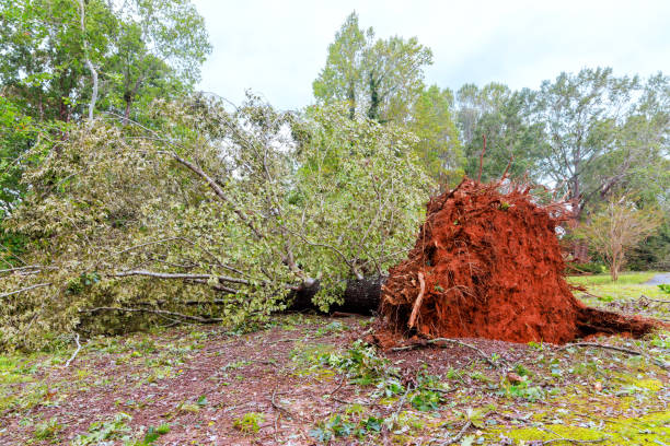istock Severe weather causes uprooted tree in residential area during severe hurricane storm 2187231825