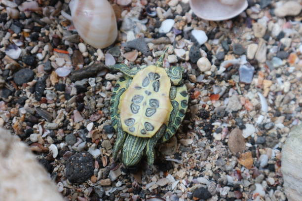 istock small green turtle playing in the sand 2187233987