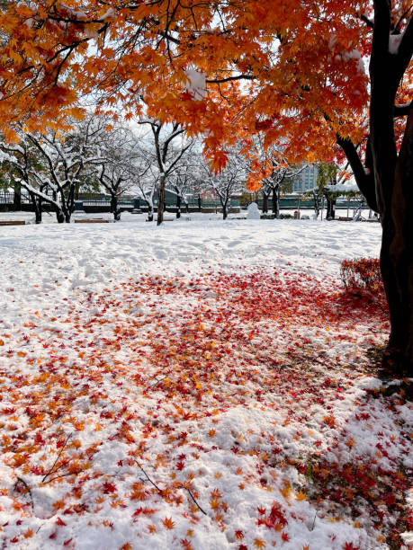 istock Snow Day Morning Fallen Maple Leaves 2187234381