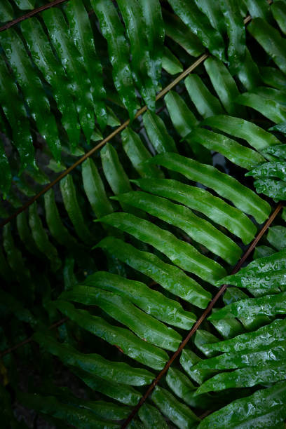 istock Fresh green fern leaves texture 2187239325