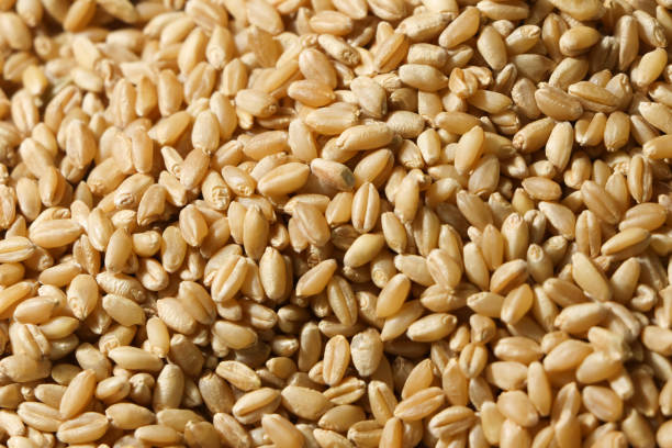 Top view of Grain wheat. Whole grain wheat for background